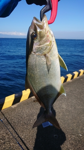 ショゴの釣果