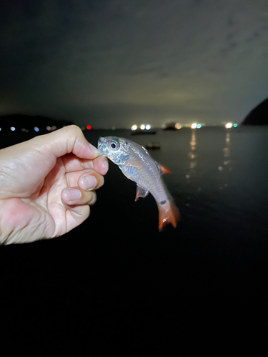 ネンブツダイの釣果