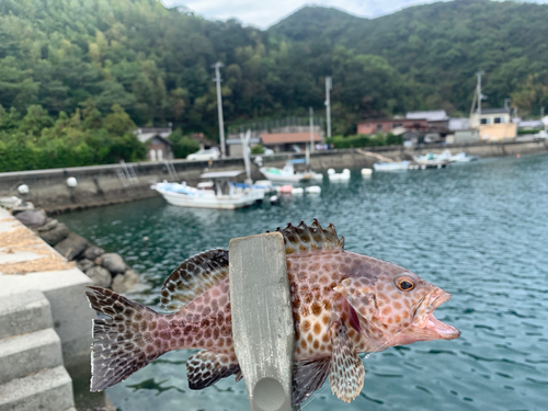 オオモンハタの釣果