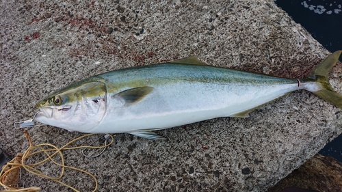 ハマチの釣果