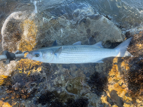 ボラの釣果