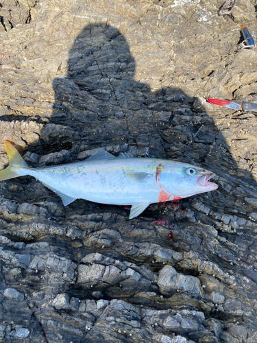 ハマチの釣果