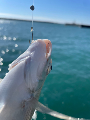 ヘダイの釣果