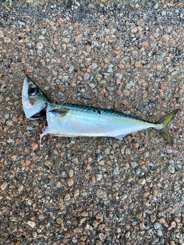 サバの釣果