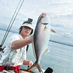 ショゴの釣果