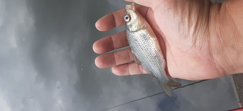 マブナの釣果