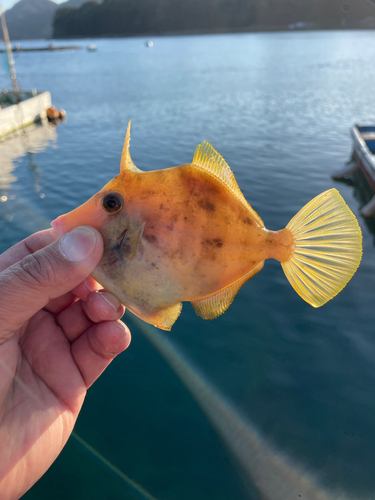 カワハギの釣果