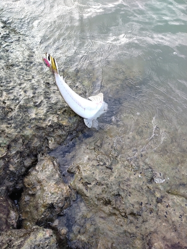 コチの釣果