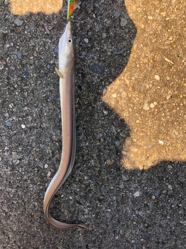 ハモの釣果