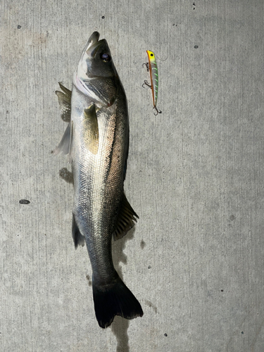 シーバスの釣果