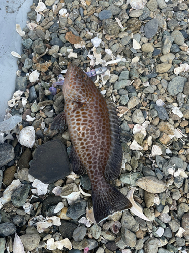 オオモンハタの釣果