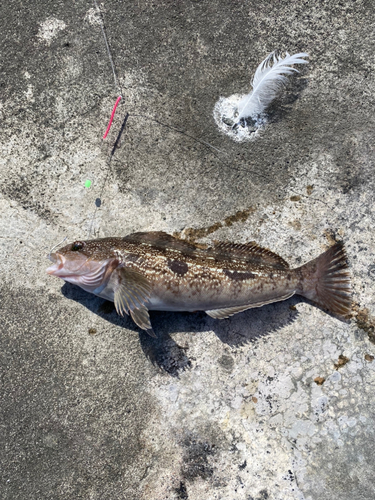 アイナメの釣果