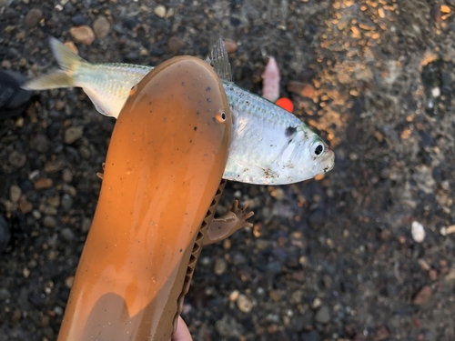 コノシロの釣果