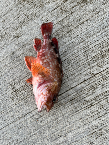 カサゴの釣果