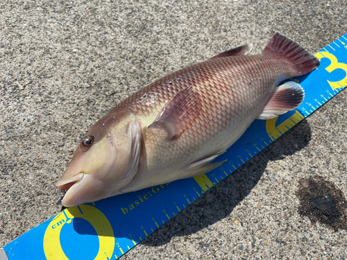 コブダイの釣果