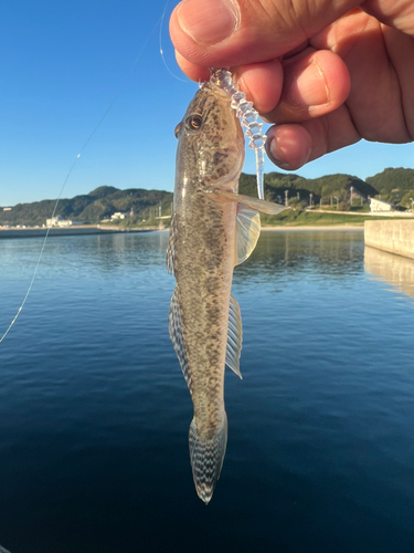 ハゼの釣果