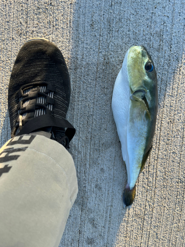 センニンフグの釣果