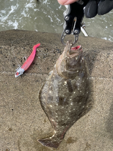 ヒラメの釣果