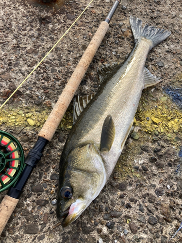 スズキの釣果