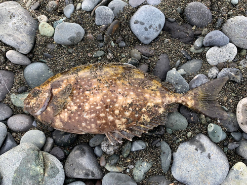 アイゴの釣果