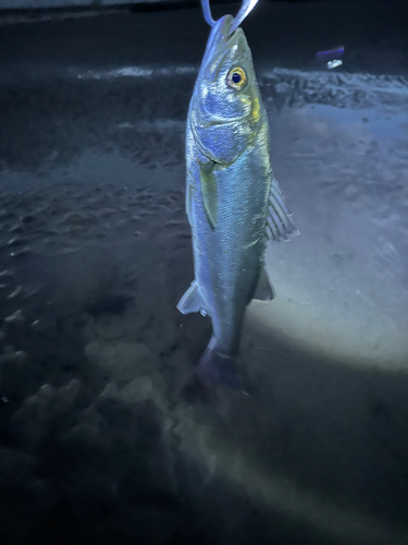 フッコ（ヒラスズキ）の釣果