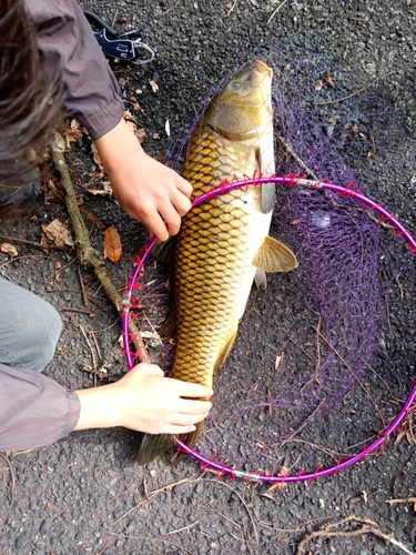 コイの釣果