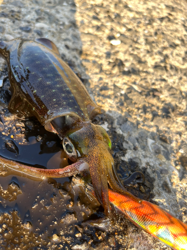 アオリイカの釣果