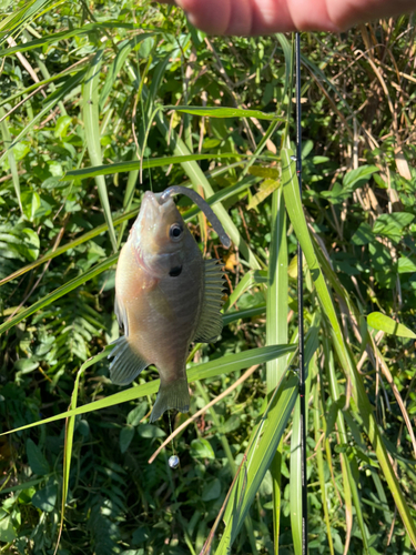 ブルーギルの釣果