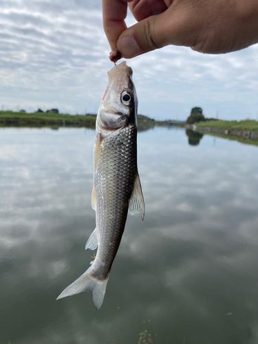 ニゴイの釣果