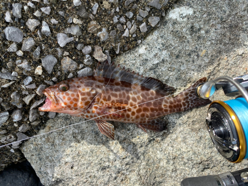 オオモンハタの釣果