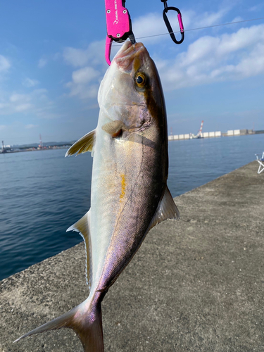 ネリゴの釣果