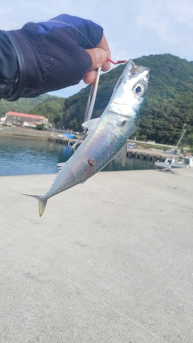 サバの釣果