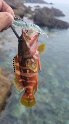 アカハタの釣果