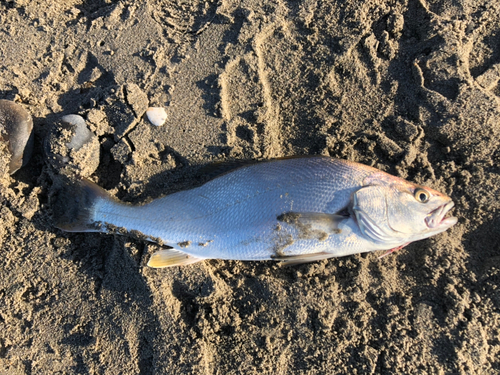 ニベの釣果