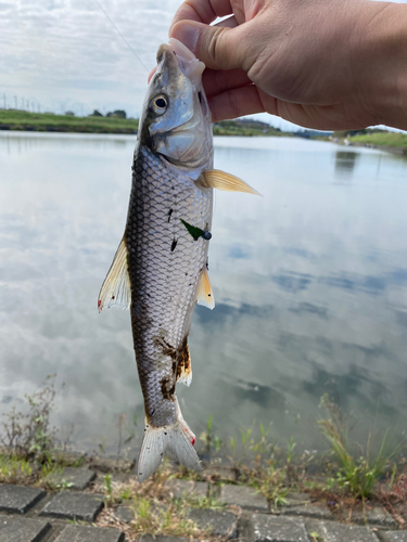 ニゴイの釣果