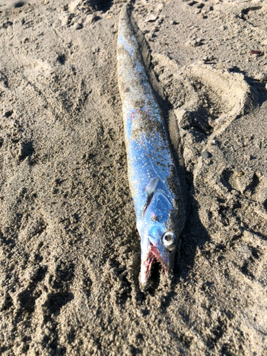 タチウオの釣果