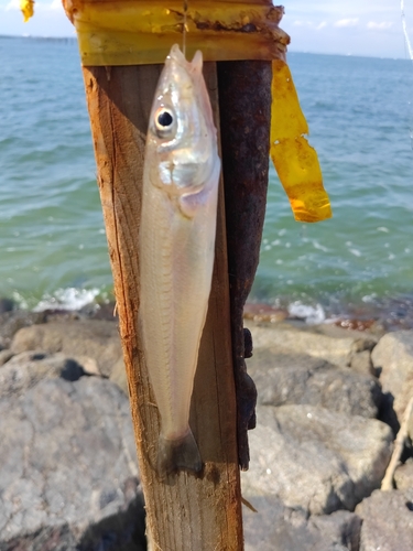 キスの釣果