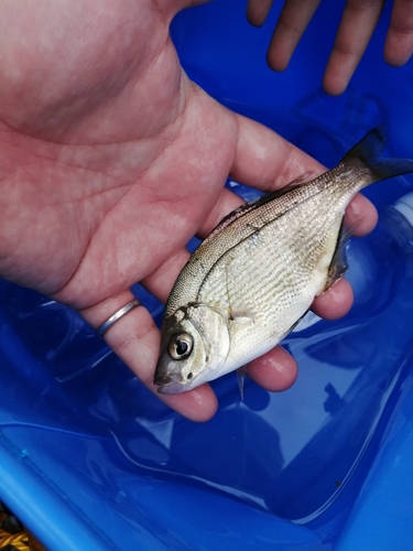 ウミタナゴの釣果