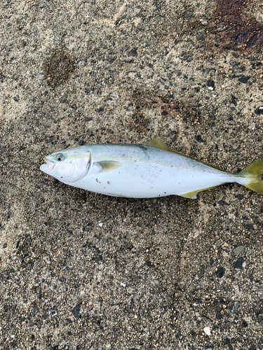 イナダの釣果