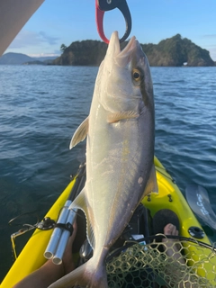 シオの釣果