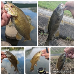 スモールマウスバスの釣果