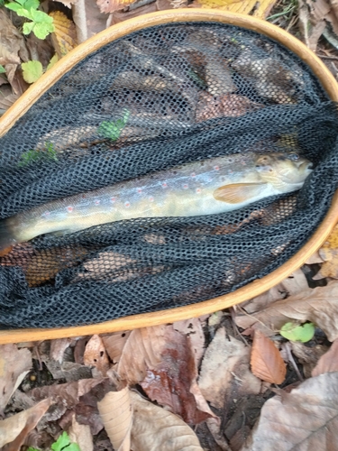 ブラウントラウトの釣果