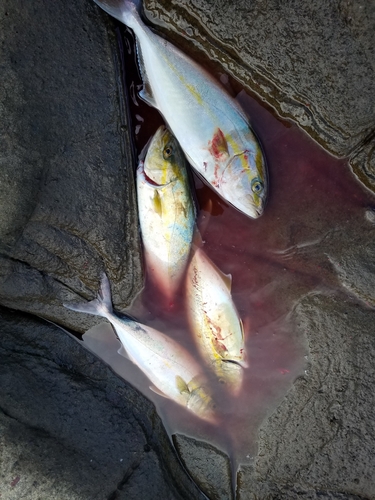 ネリゴの釣果