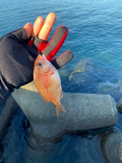 マダイの釣果