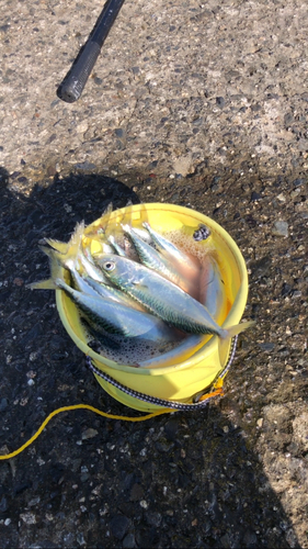 サバの釣果