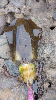 アオリイカの釣果