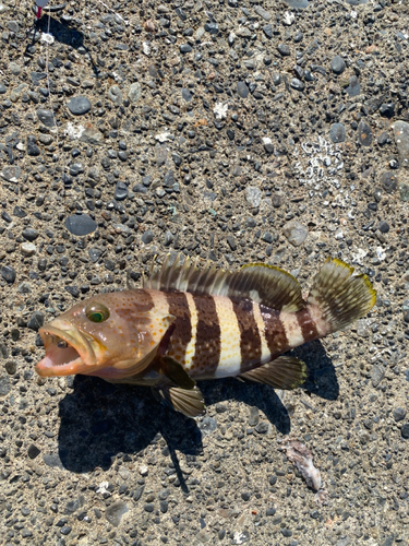 アオハタの釣果