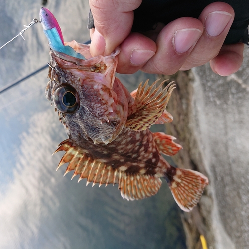 アラカブの釣果