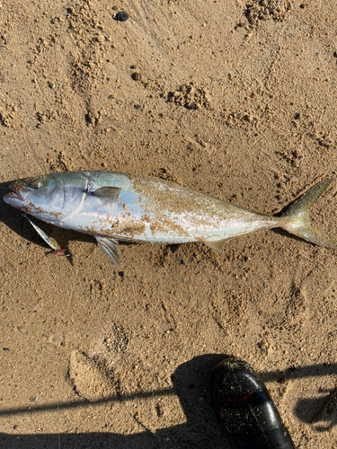 ハマチの釣果