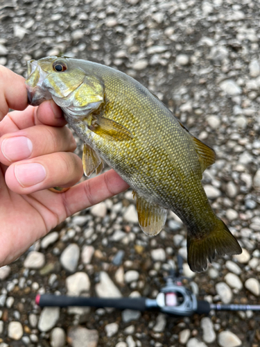 スモールマウスバスの釣果